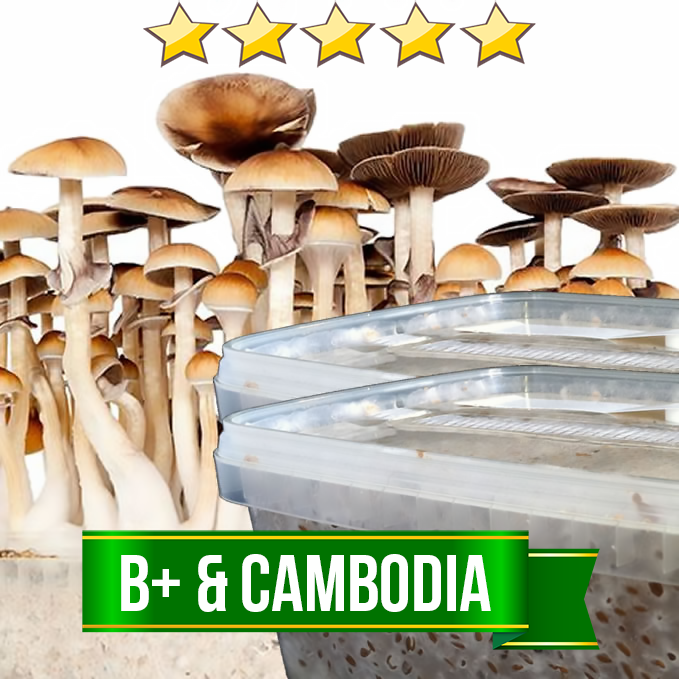 B+ & Cambodia mushroom grow kits - 1200cc